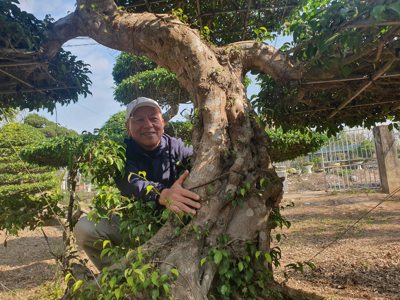 Cây dáng rồng có điểm chung là thân dài, uốn khúc nhiều lần, uốn liên tục, mềm mại, uyển chuyển linh hoạt như rồng đang chuyển động. Các cành cây được uốn thành chân rồng. Tán lá làm bàn chân rồng, lá nhỏ và thưa. Gốc cây thường là đầu rồng nên phải to và có nhiều u bướu. Đầu, thân và đuôi phải lột tả được vẻ oai phong của rồng.