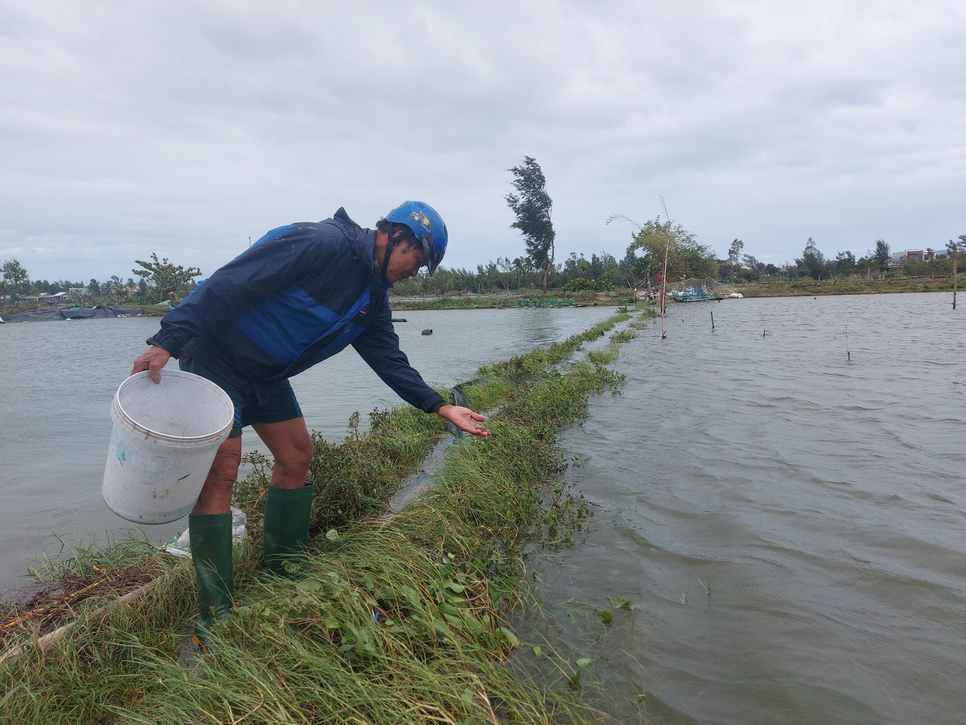 Tay xách đầy xô thức ăn như mọi ngày nhưng chân ông Mai như khụyu xuống khi đến đầm.