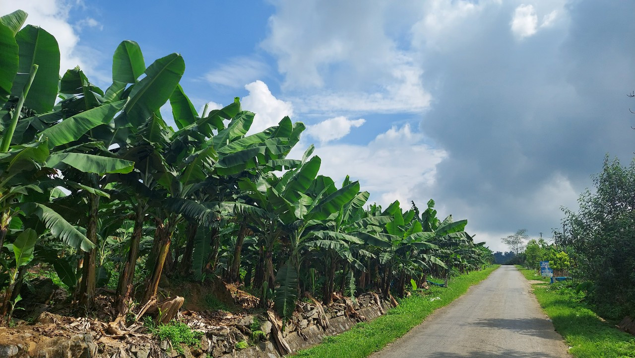 Những mảnh đất ở Nậm Chảy giờ đây đã phủ màu xanh tít tắp của quế, chuối.