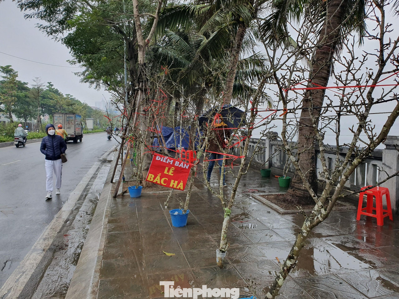 Tiểu thương cho biết, những cành lê được người dân miền núi trồng đến khi không còn hiệu quả kinh tế sẽ đem cắt bán cành để trồng mới. Tiểu thương mua lại, thuê chở về Hà Nội để bán.