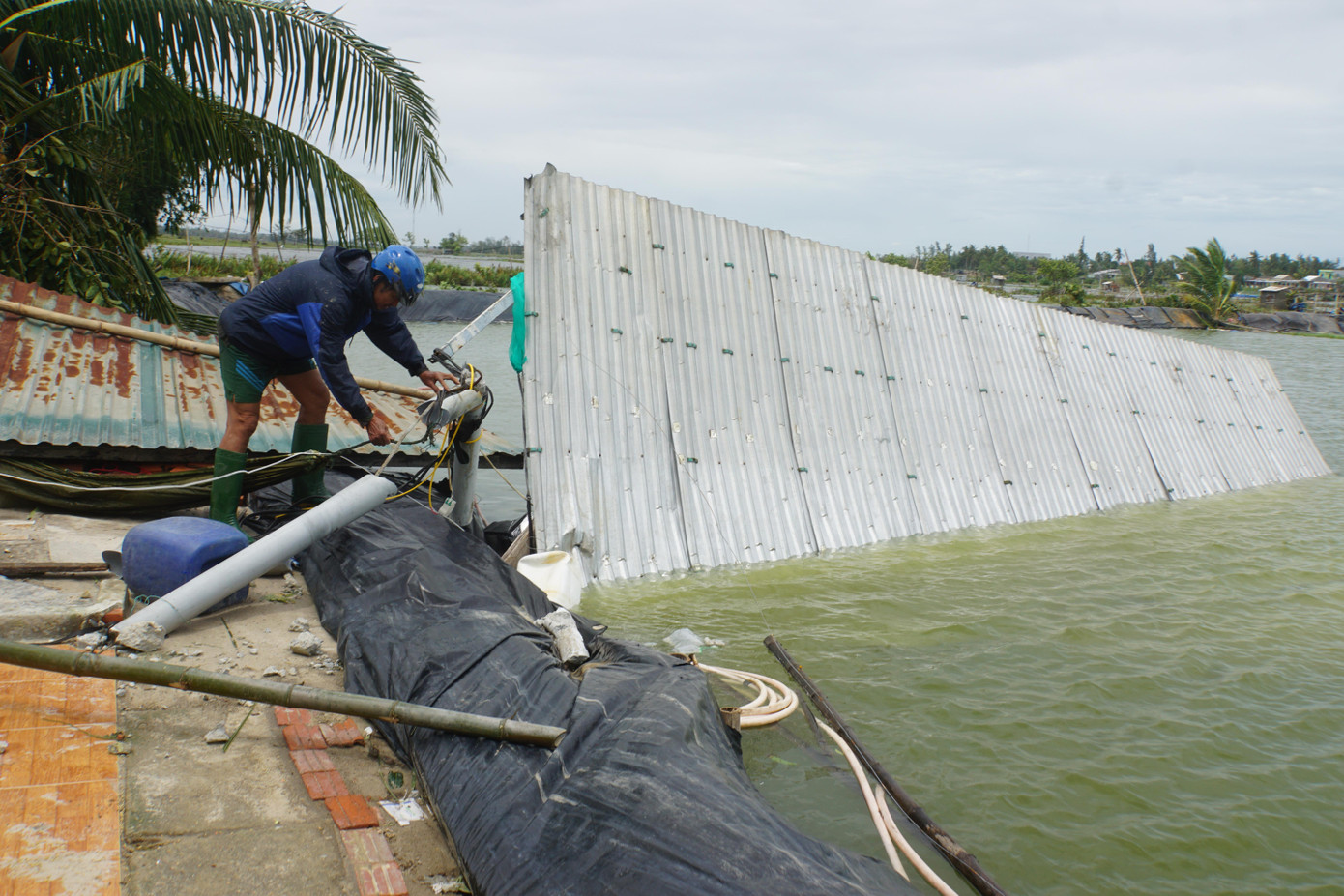 Mái tôn căn nhà tạm hơn 50m2 đã bị gió xô xuống dưới đầm tôm. “Gần 1 vạn cá măng, cá trồi chuẩn bị xuất bán coi như mất. Trước bão, thương lái ép giá nên tôi không bán. Giờ thì mất trắng”, ông Mai nói trong ánh mắt thất thần, rồi nhanh chóng ra gom lại mớ dây điện bị kéo theo mái tôn xuống đầm.
