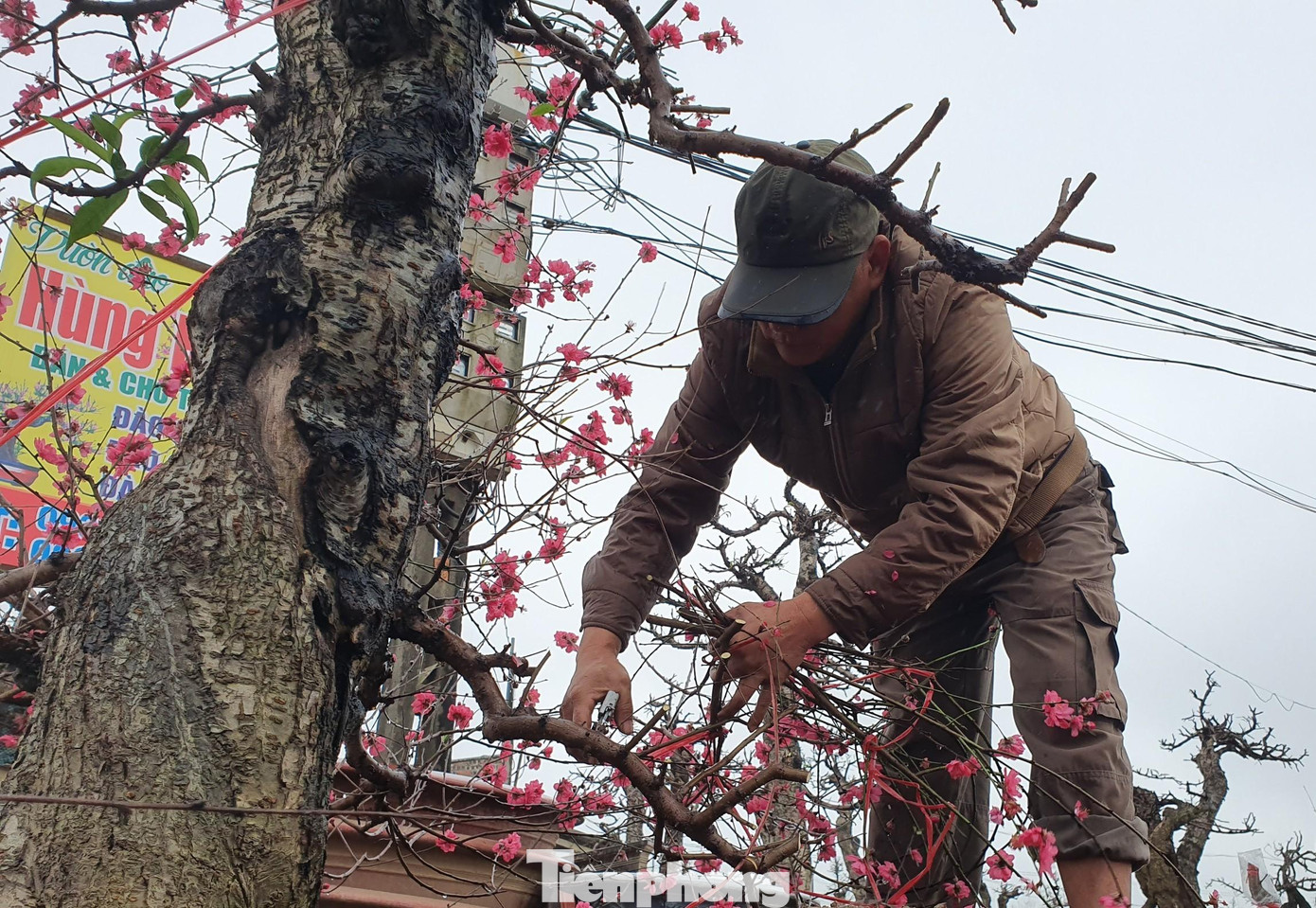 Ngay sau khi trở lại vườn, các gốc đào sẽ được cắt tỉa cành rồi trồng lại trong các luống đã chuẩn bị từ trước đó.