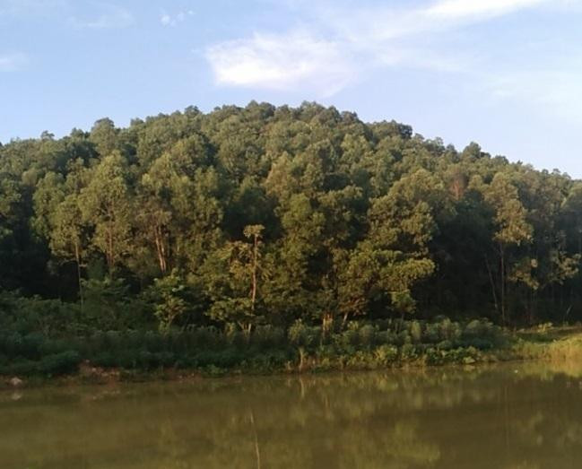 Một góc khu đất tại xã Tiên Kiên (Lâm Thao, Phú Thọ)