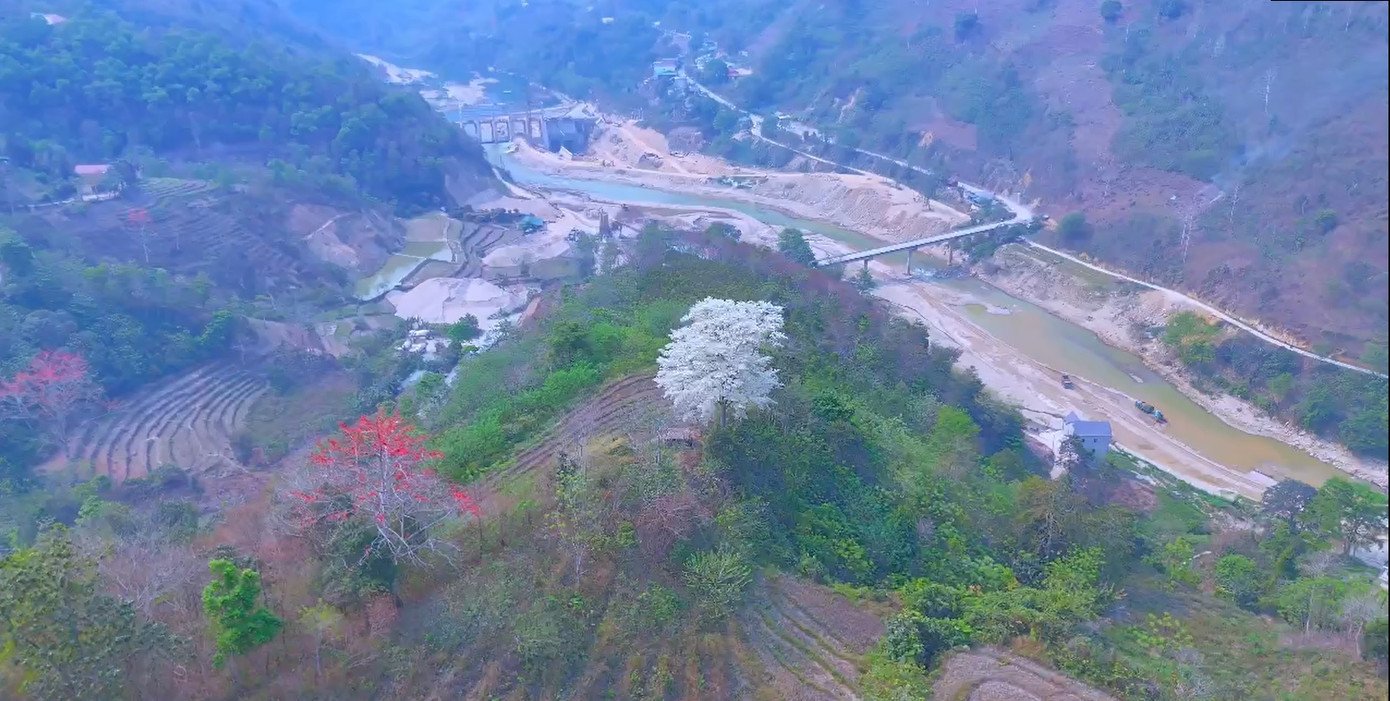 Bên dòng sông Chảy xã Tả Gia Khâu những ngày nay xuất hiện cây mọc đơn lẻ, được dân phượt gọi là "cây cô đơn".