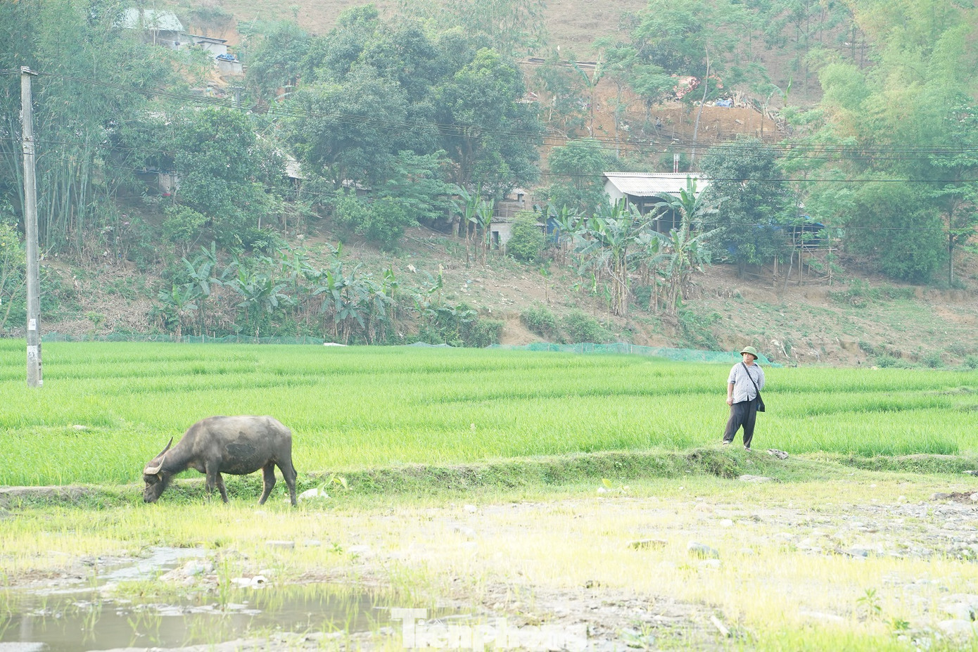 Đến thời điểm này, đã có khoảng 30ha đất nông nghiệp được khắc phục để trồng lúa nước.