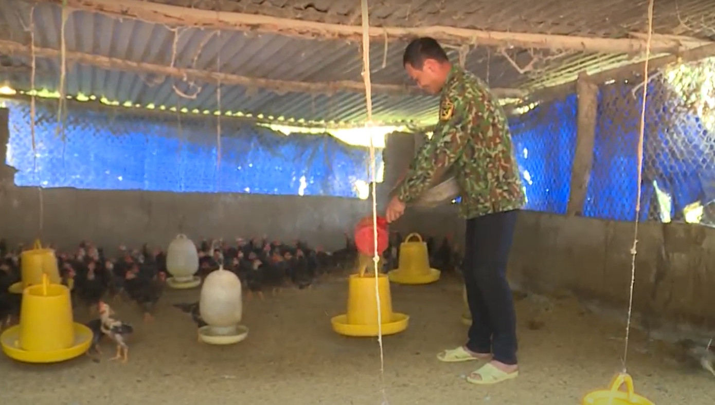 Đàn gia cầm của gia đình anh đã lên đến hàng nghìn con.