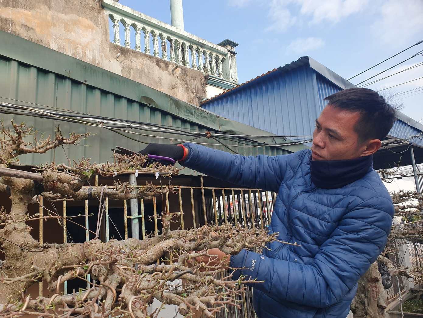 Thương hiệu làng nghề cây cảnh Vị Khê nổi tiếng từ đời ông cha truyền dạy, người dân chỉ cần chịu khó, nắm vững kỹ thuật, chăm chút cây cảnh cho chỉn chu là khách hàng tự tìm đến Thương hiệu làng nghề cây cảnh Vị Khê nổi tiếng từ đời ông cha truyền dạy, người dân chỉ cần chịu khó, nắm vững kỹ thuật, chăm chút cây cảnh cho chỉn chu là khách hàng tự tìm đến