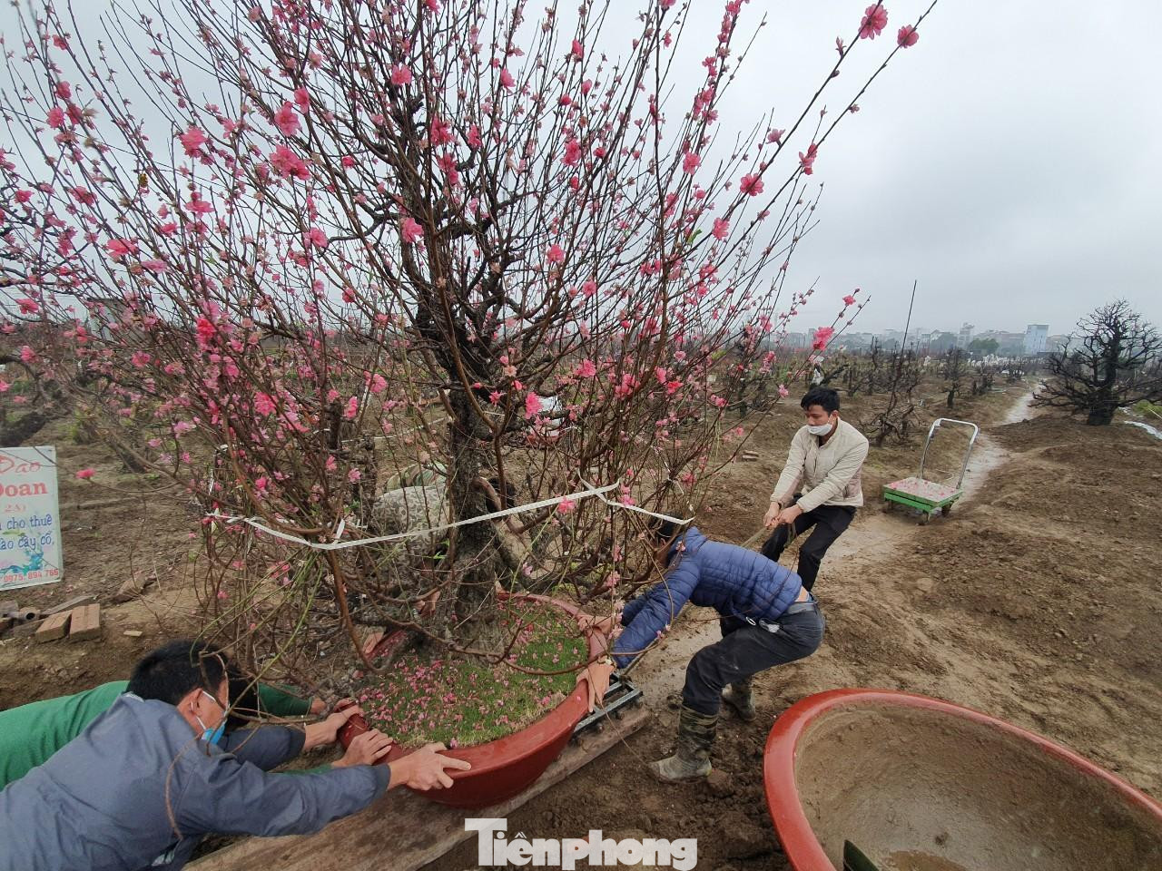 Trong ảnh là gốc đào cho một doanh nghiệp thuê với giá 25 triệu đồng. Dù đào vẫn đẹp nhưng đã được người thuê trả lại.