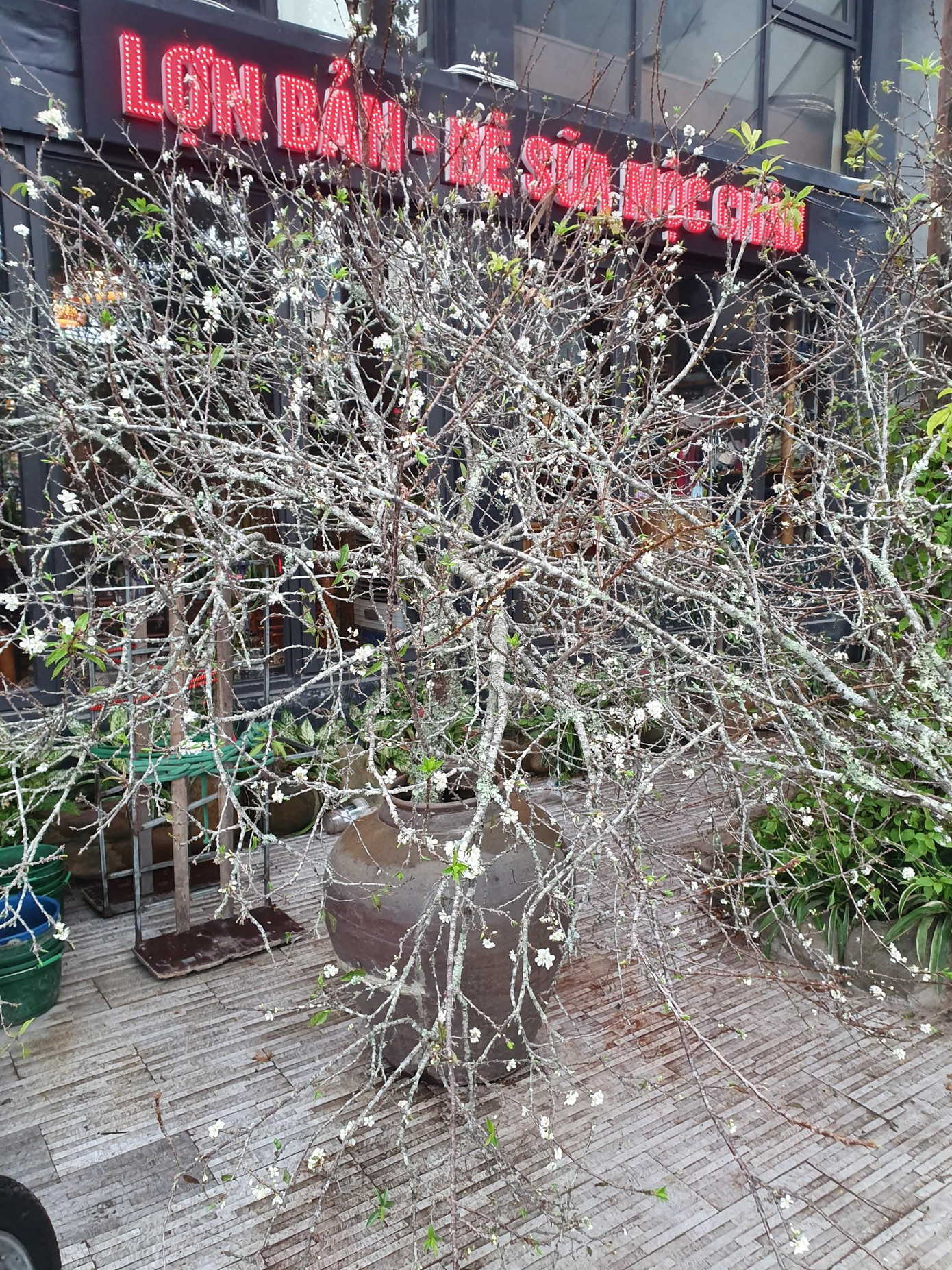 Hiện tại, hoa mận được bán với giá dao động từ 300.000 - 500.000 đồng, những cành lớn từ 1 triệu đến 4 triệu đồng/cành. Trong ảnh là cành hoa mận được chủ hàng chào giá 4 triệu đồng. Hiện tại, hoa mận được bán với giá dao động từ 300.000 - 500.000 đồng, những cành lớn từ 1 triệu đến 4 triệu đồng/cành. Trong ảnh là cành hoa mận được chủ hàng chào giá 4 triệu đồng.