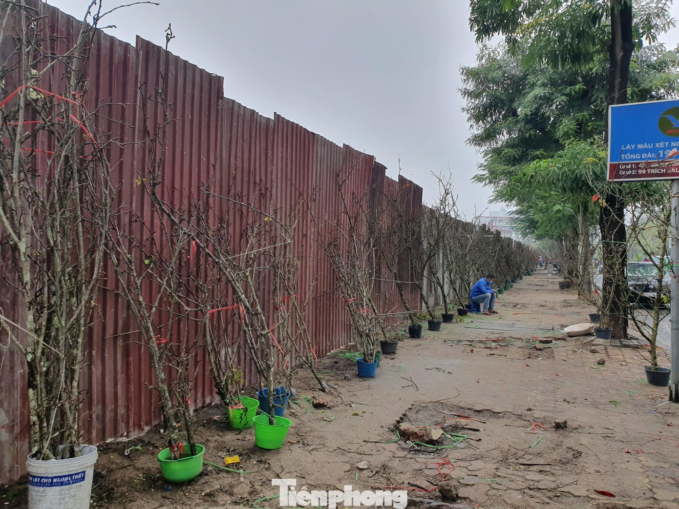 Hoa lê được các tiểu thương lấy về bày bán tại Hà Nội từ ngày 8 tháng Giêng. Những cành lê chủ yếu từ phía Tây Bắc như Mộc Châu (Sơn La), Bắc Hà, Sa Pa (Lào Cai) và Lạng Sơn.