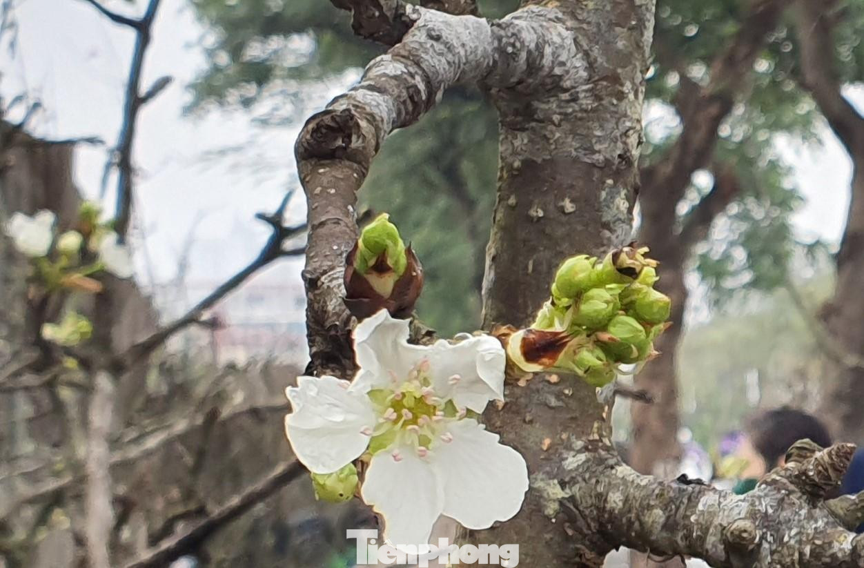 Hoa lê có màu trắng tinh khôi, mang nét độc đáo của núi rừng, rất quyến rũ với bông to, khi cắm tạo vẻ sang trọng.