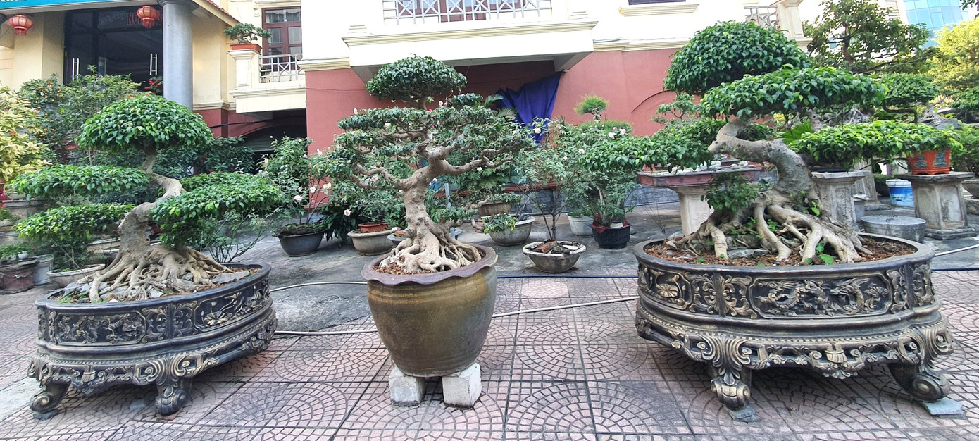 Một cặp cây sanh thế long mai bò có giá hàng tỷ đồng.