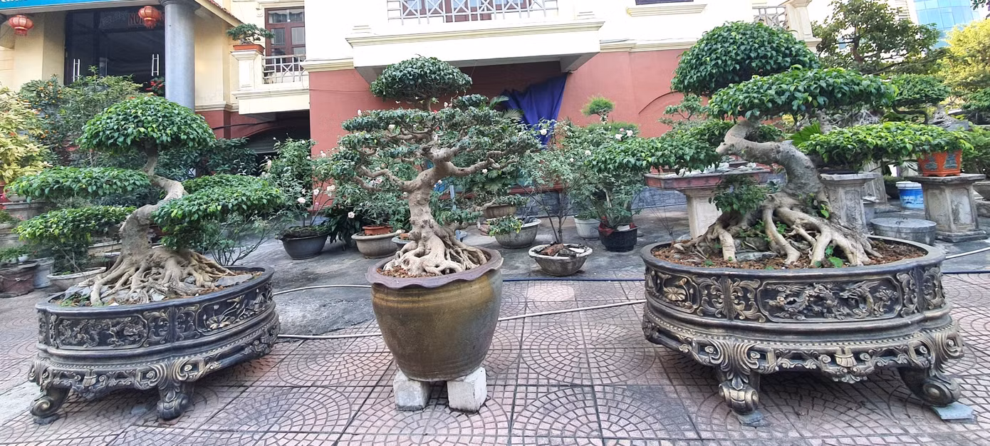 Một cặp cây sanh thế long mai bò có giá hàng tỷ đồng.