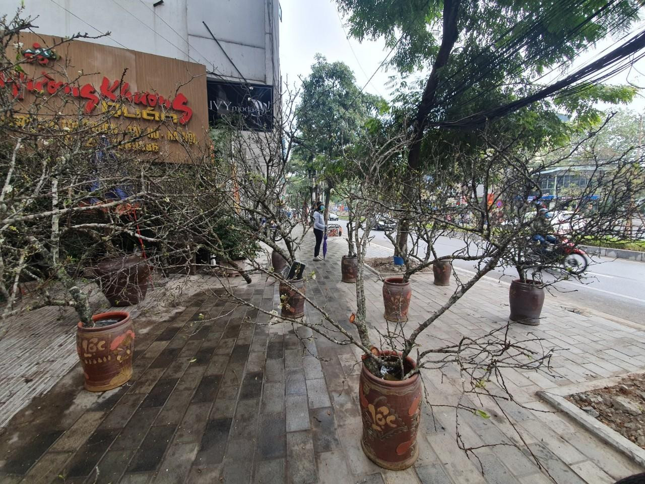 Một cành hoa mận, hoa lê có thể chơi ít nhất từ 1 tháng đến 40 ngày. Một cành hoa mận, hoa lê có thể chơi ít nhất từ 1 tháng đến 40 ngày.