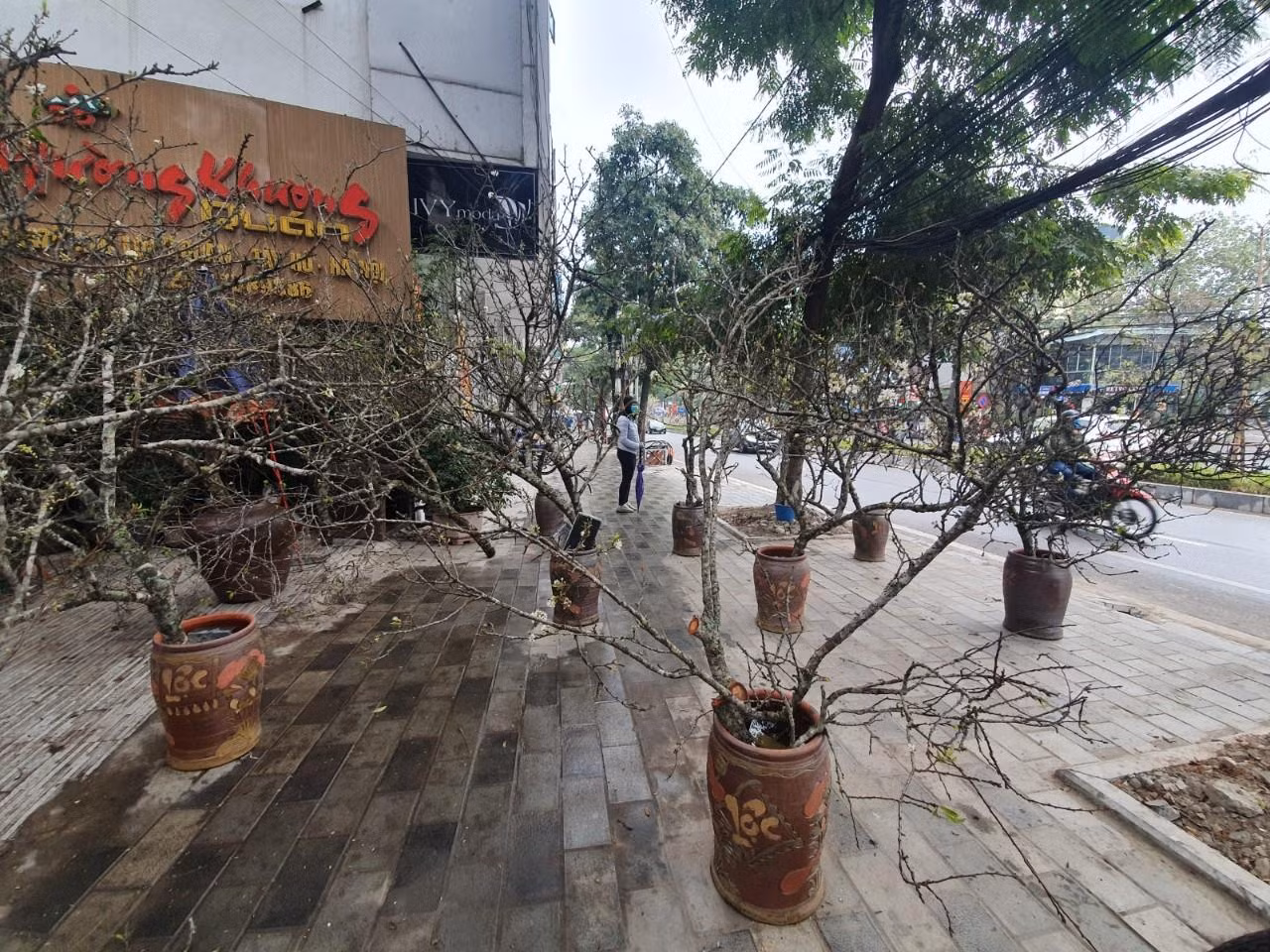 Một cành hoa mận, hoa lê có thể chơi ít nhất từ 1 tháng đến 40 ngày.
