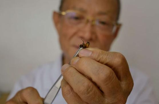 Bác sĩ Wang bắt từng con ong cho đốt vào một số bộ phận của bệnh nhận . Bác sĩ Wang bắt từng con ong cho đốt vào một số bộ phận của bệnh nhận