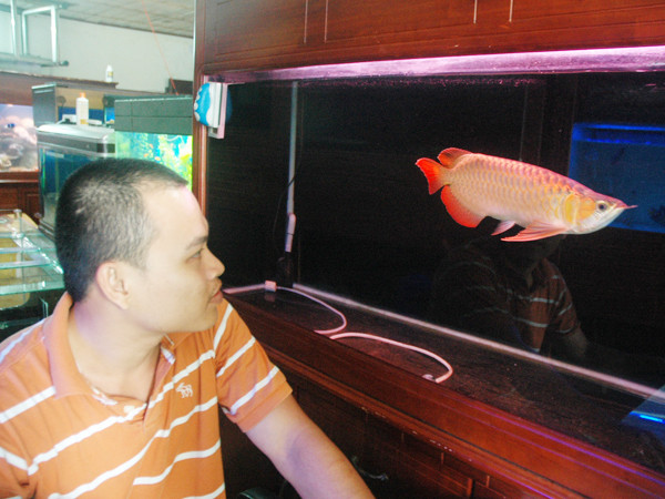 Con cá rồng đang được bán với giá 60 triệu đồng . Con cá rồng đang được bán với giá 60 triệu đồng