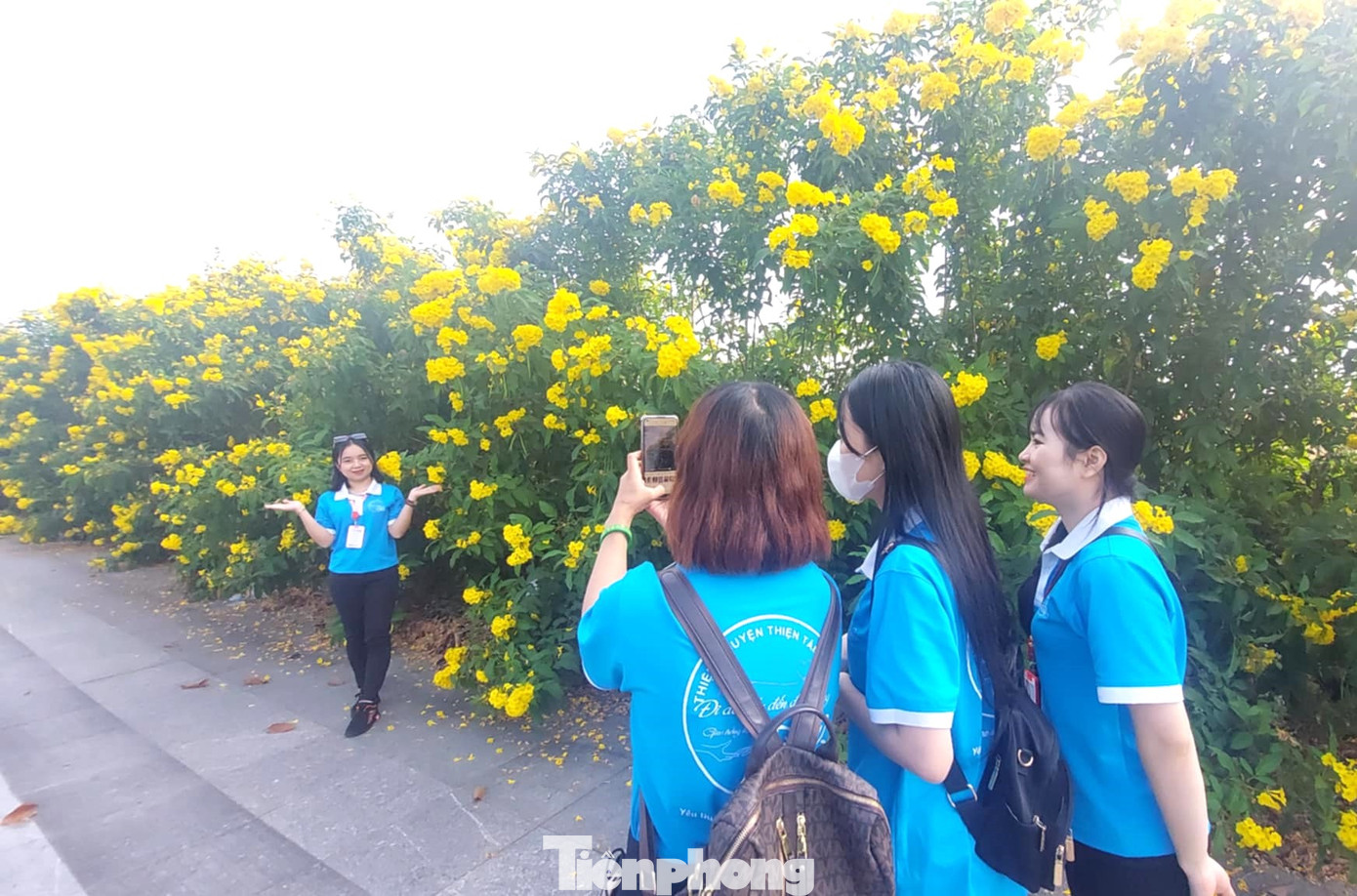 Những ngày qua, rất đông người đi đường bị cuốn hút bởi nét đẹp của hoa chuông vàng nên dừng để “check in”.