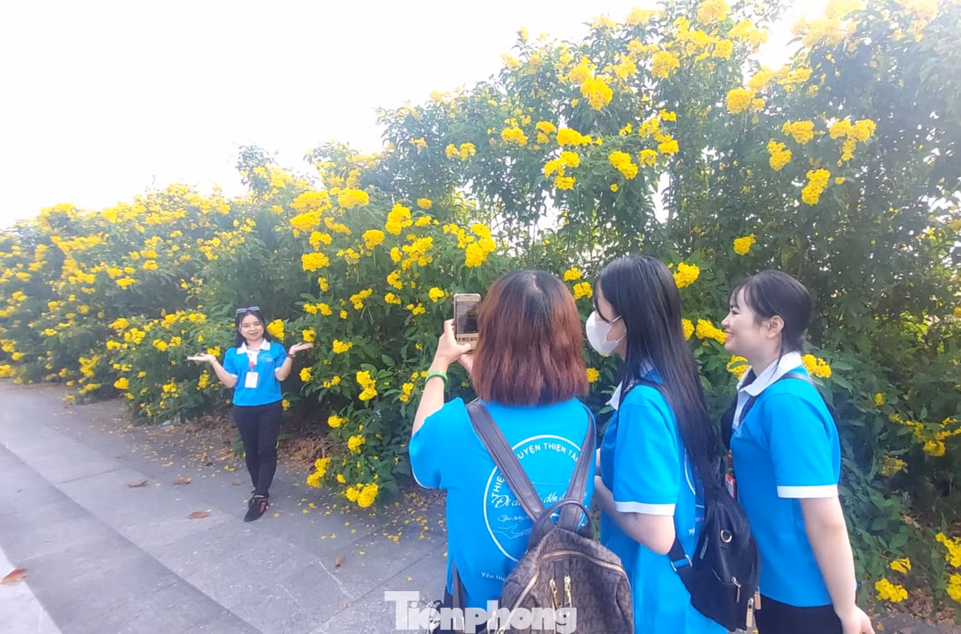 Những ngày qua, rất đông người đi đường bị cuốn hút bởi nét đẹp của hoa chuông vàng nên dừng để “check in”. Những ngày qua, rất đông người đi đường bị cuốn hút bởi nét đẹp của hoa chuông vàng nên dừng để “check in”.