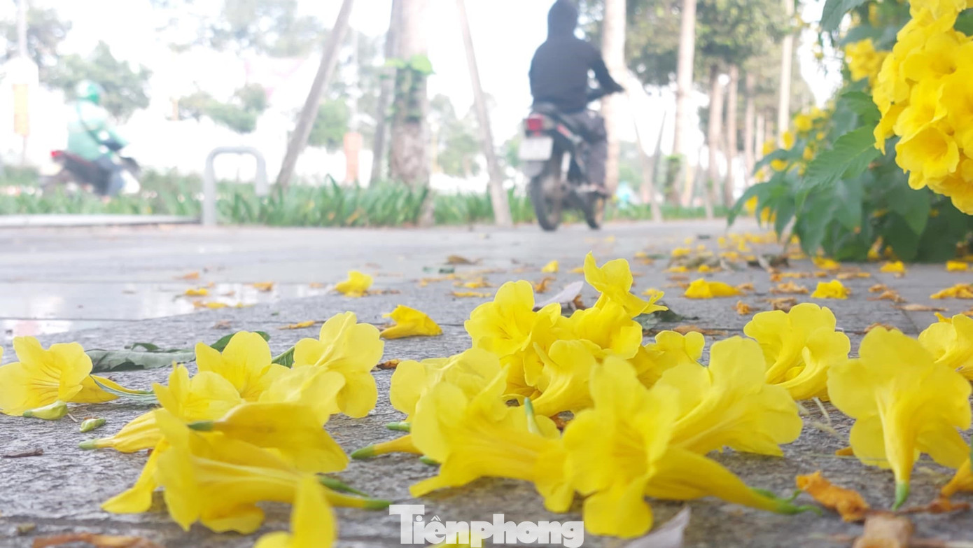 Cây chuông vàng có lá kép chân vịt, mọc thành cụm ở đầu cành, bóng, trơn, màu xanh bạc, dài khoảng 5 - 8 cm. Điểm thu hút của loài cây này là hoa chuông vàng có màu vàng tươi, mọc thành chùm ở đầu cành rất rực rỡ.