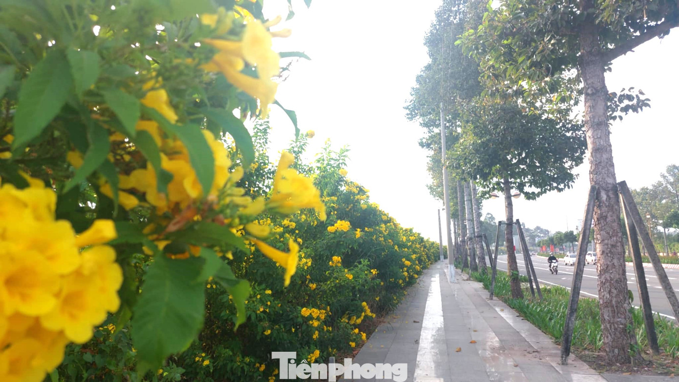 Cây chuông vàng là một loài cây cảnh có nguồn gốc ở Nam Mỹ, trồng nhiều ở các tỉnh miền Trung và miền Nam nước ta.