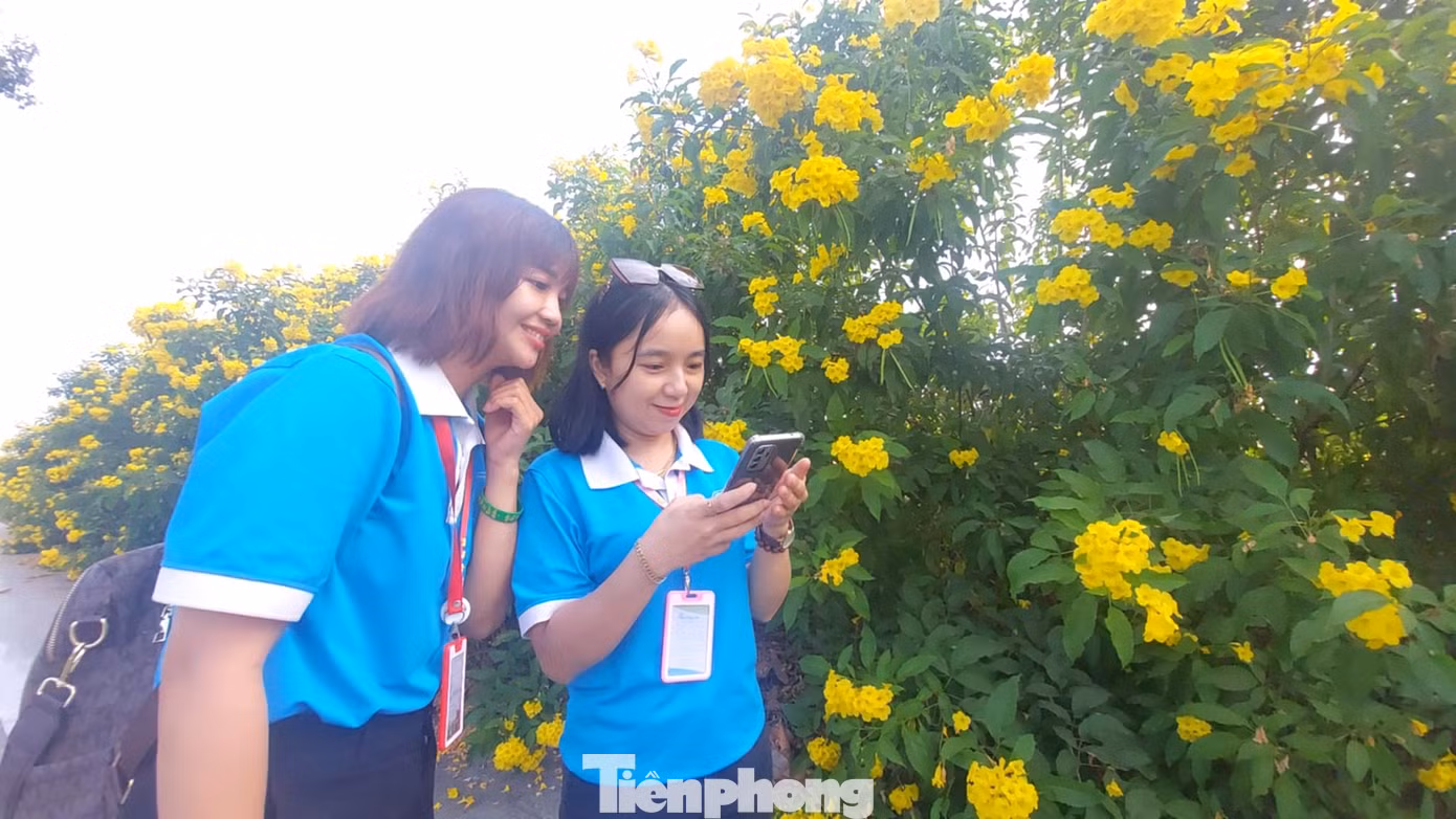 Hoa chuông vàng thu hút giới trẻ. Hoa chuông vàng thu hút giới trẻ.