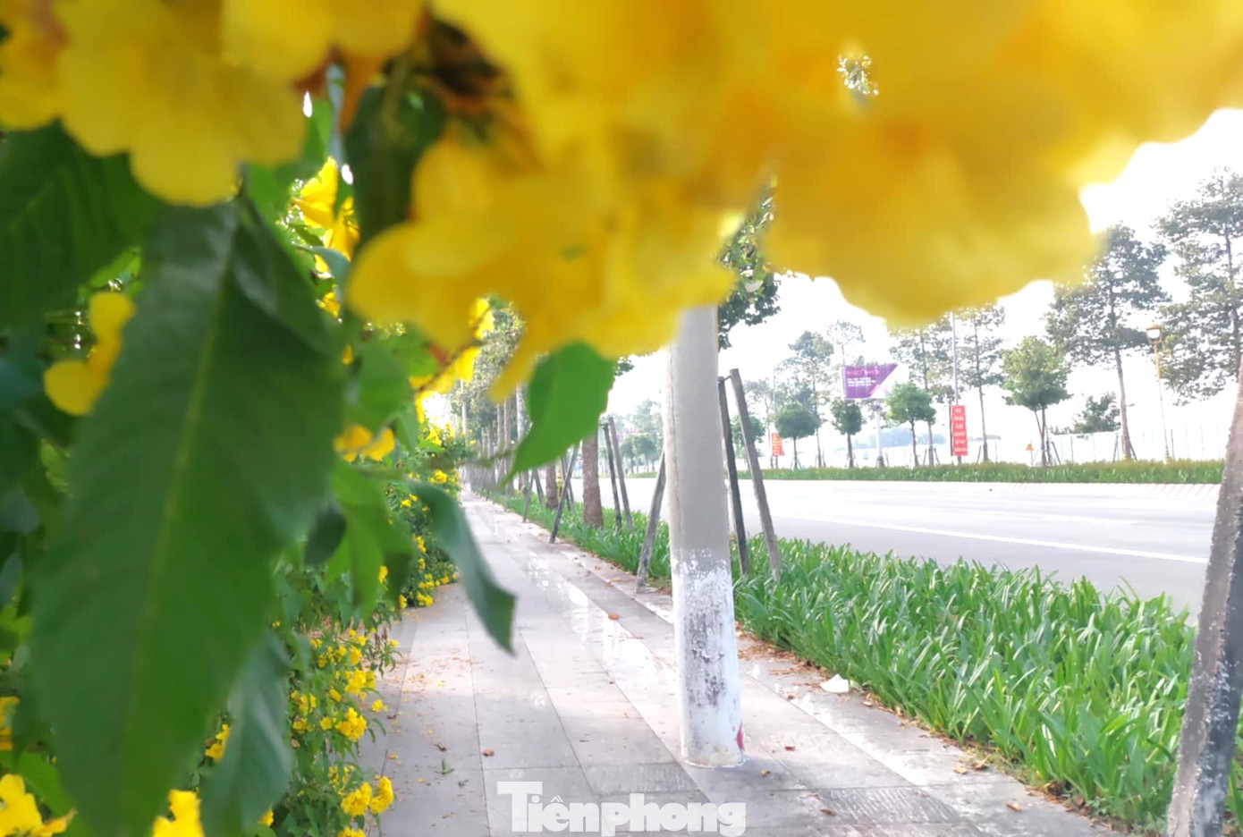 Về phong thủy, đây là loại cây mang ý nghĩa tươi mới, phát triển và thịnh vượng. Nhiều người quan niệm rằng, loại cây này xua đuổi những điều xui xẻo và thăng tiến trong sự nghiệp cũng như cuộc sống của họ.