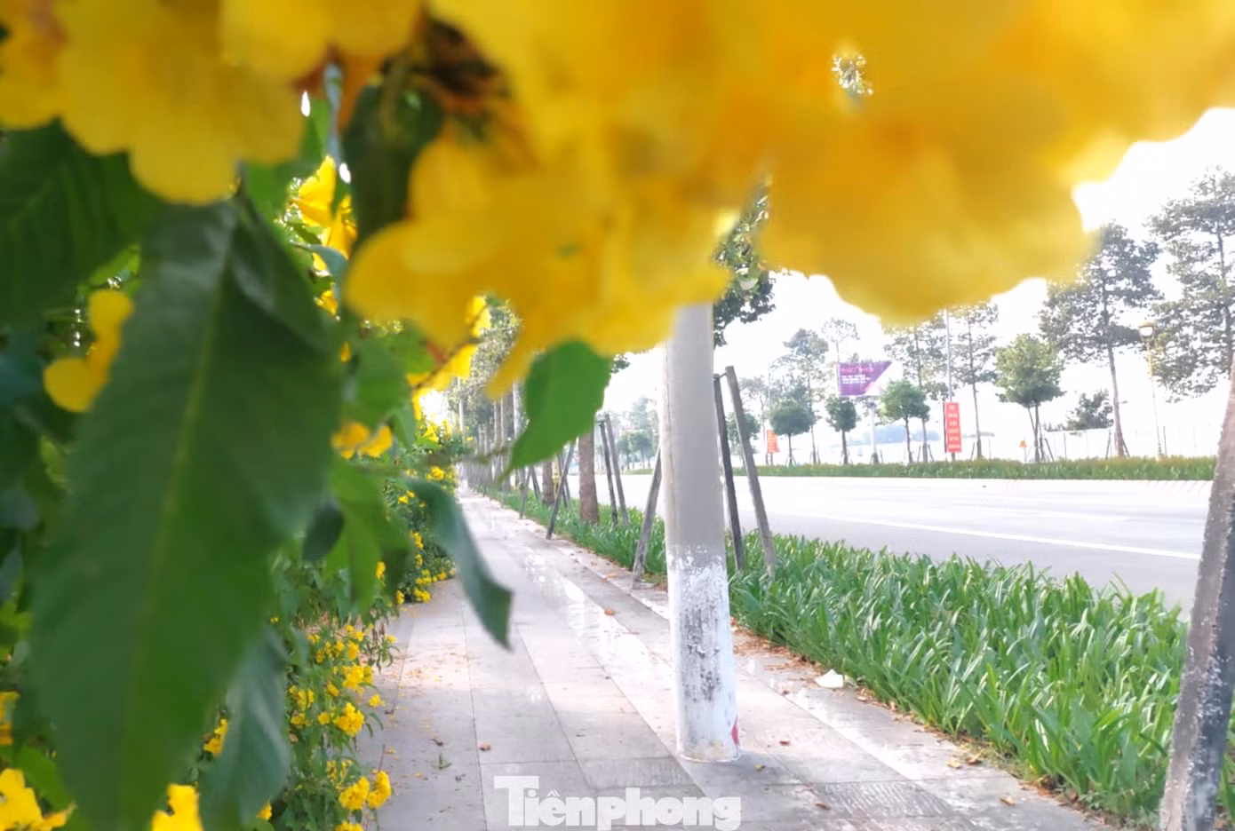 Về phong thủy, đây là loại cây mang ý nghĩa tươi mới, phát triển và thịnh vượng. Nhiều người quan niệm rằng, loại cây này xua đuổi những điều xui xẻo và thăng tiến trong sự nghiệp cũng như cuộc sống của họ. Về phong thủy, đây là loại cây mang ý nghĩa tươi mới, phát triển và thịnh vượng. Nhiều người quan niệm rằng, loại cây này xua đuổi những điều xui xẻo và thăng tiến trong sự nghiệp cũng như cuộc sống của họ.