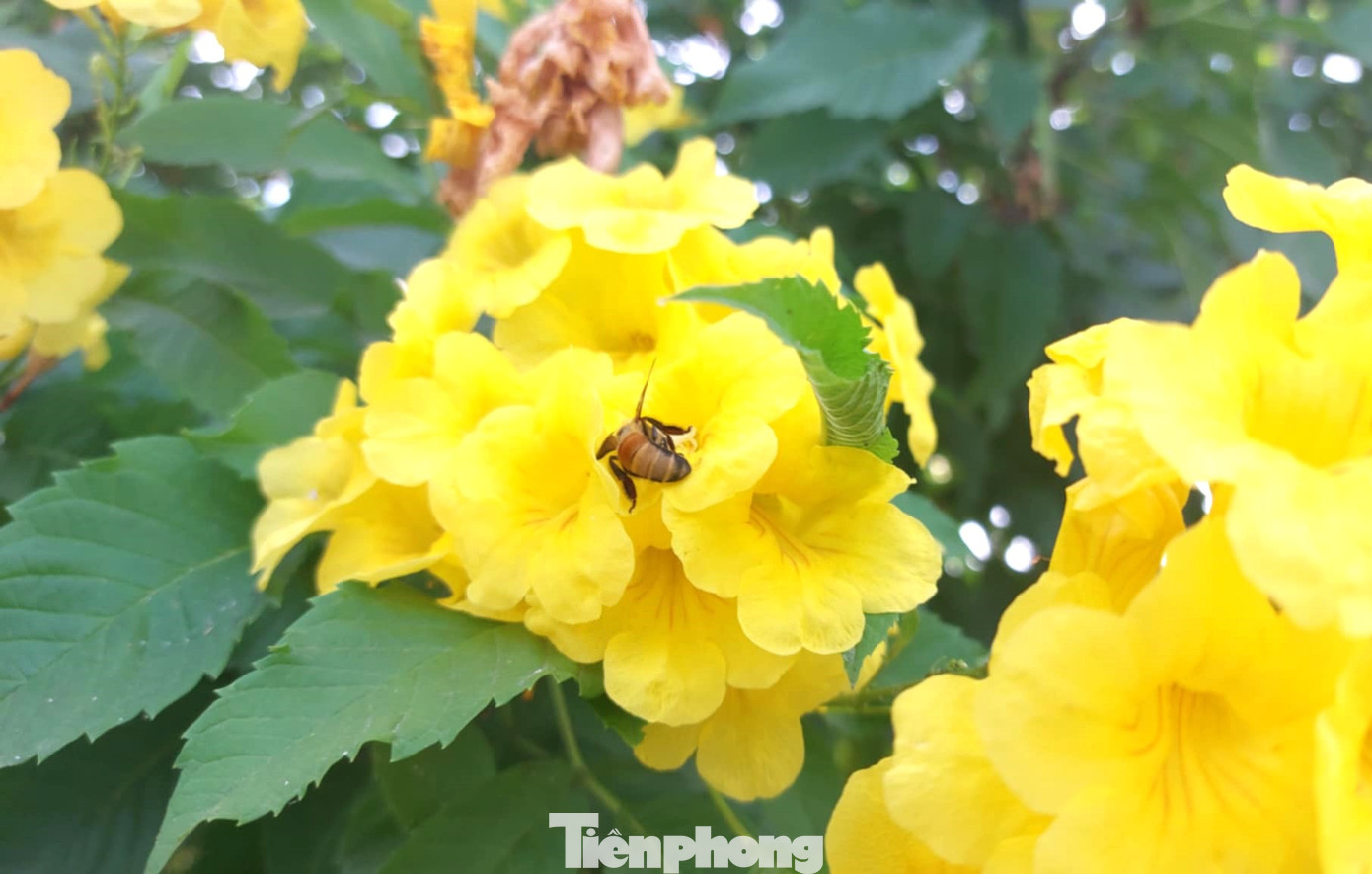 Cây chuông vàng là loại cây thường thấy trong khuôn viên trường học, ven đường để tạo bóng mát và cảnh quan. Cây chuông vàng có hoa hình chuông mang màu vàng rực rỡ, nổi bật đã làm bao con tim yêu thiên nhiên xao xuyến.