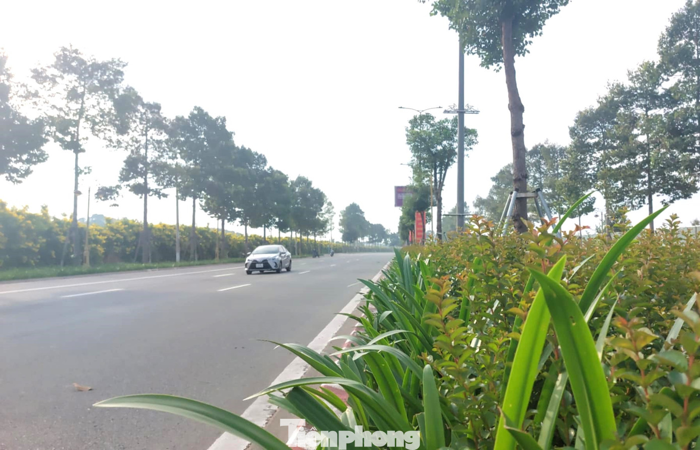 Khi cây ra hoa, lá sẽ rụng dần đến khi chỉ còn cành cây xanh trắng và những bông hoa chuông vàng bao trùm hết tán cây, nhìn từ xa rất đẹp và lãng mạn.