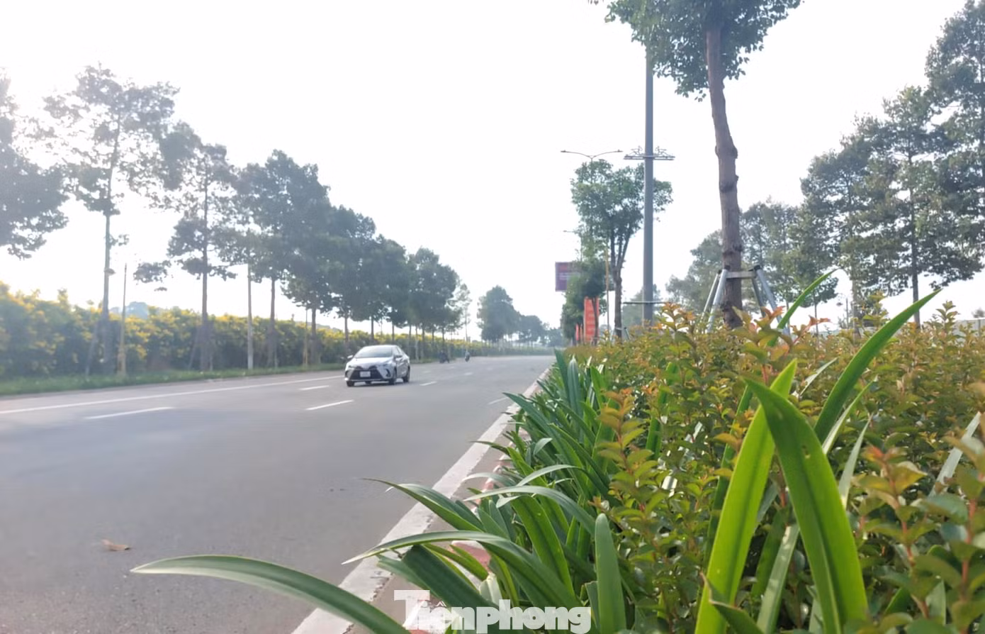 Khi cây ra hoa, lá sẽ rụng dần đến khi chỉ còn cành cây xanh trắng và những bông hoa chuông vàng bao trùm hết tán cây, nhìn từ xa rất đẹp và lãng mạn. Khi cây ra hoa, lá sẽ rụng dần đến khi chỉ còn cành cây xanh trắng và những bông hoa chuông vàng bao trùm hết tán cây, nhìn từ xa rất đẹp và lãng mạn.