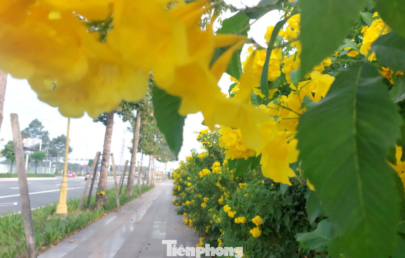Cây chuông vàng là loại cây xanh cho bóng mát và tạo ra không khí trong lành. Nó giúp con người sống khỏe và góp phần quan trọng giúp cho chất lượng cuộc sống tốt hơn.