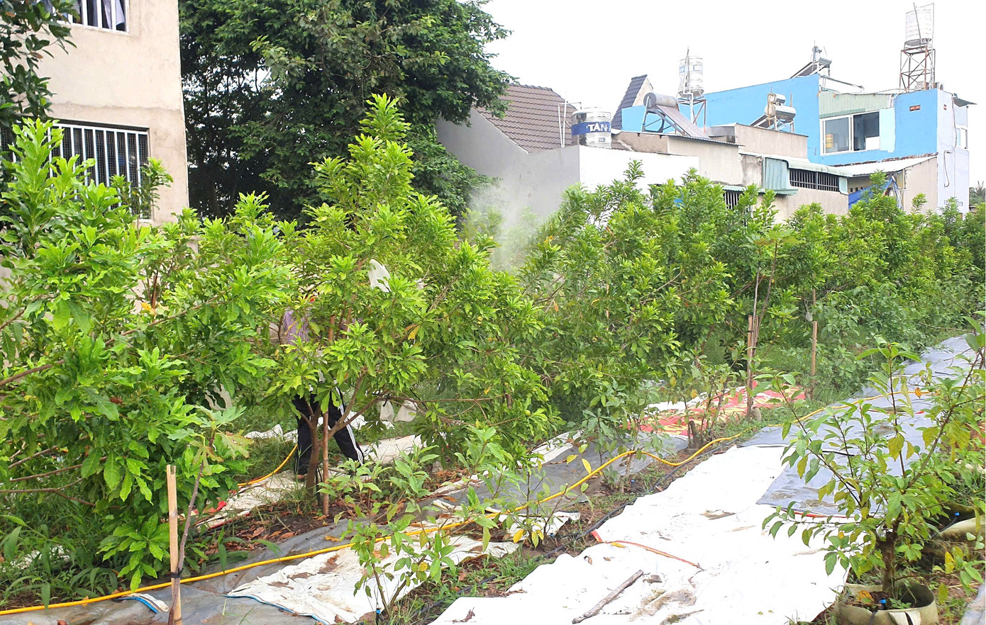 Càng làm càng mê, ông Mân bắt đầu ao ước có một khu vườn lớn hơn để có thể trải nghiệm thêm được nhiều giống cây trồng mới. Ông bàn với vợ và quyết định dùng khu đất vài nghìn m2 của gia đình ở TP Bến Cát (Bình Dương) để trồng các loại cây ăn quả độc, lạ mà ông đã săn lùng giống từ nhiều nước trên thế giới. Càng làm càng mê, ông Mân bắt đầu ao ước có một khu vườn lớn hơn để có thể trải nghiệm thêm được nhiều giống cây trồng mới. Ông bàn với vợ và quyết định dùng khu đất vài nghìn m2 của gia đình ở TP Bến Cát (Bình Dương) để trồng các loại cây ăn quả độc, lạ mà ông đã săn lùng giống từ nhiều nước trên thế giới.