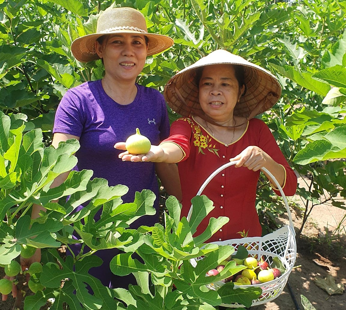 Khi đã có kinh nghiệm trồng và chăm sóc cây hồng, ông bắt đầu tìm kiếm các loại cây ăn quả khác có nguồn gốc từ nước ngoài. Khi đã có kinh nghiệm trồng và chăm sóc cây hồng, ông bắt đầu tìm kiếm các loại cây ăn quả khác có nguồn gốc từ nước ngoài.