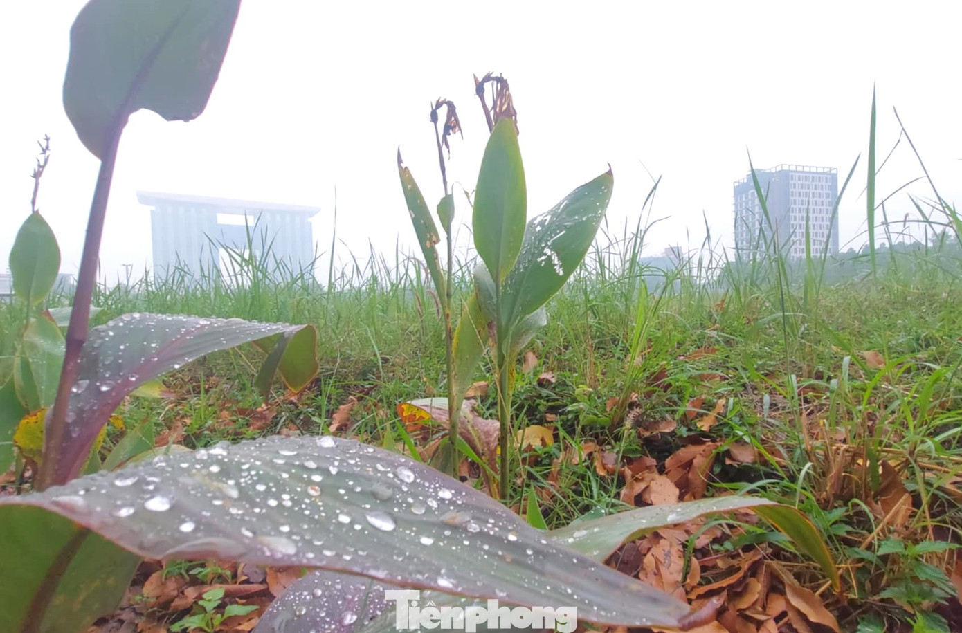 Sáng 3/12, ghi nhận của phóng viên báo Tiền Phong, tại Bình Dương sương mù dày và se lạnh, tạo nên một khung cảnh huyền ảo. Nhiều tòa nhà cao tầng ở Bình Dương bị che lấp trong màn sương mù vào sáng sớm.