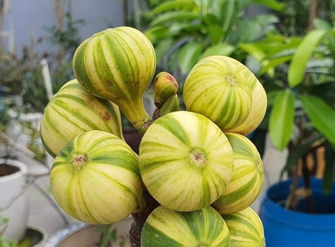 Giống sung Mỹ ông Mân sưu tầm, ăn có vị ngọt khác với giống sung ở Việt Nam. Giống sung Mỹ ông Mân sưu tầm, ăn có vị ngọt khác với giống sung ở Việt Nam.