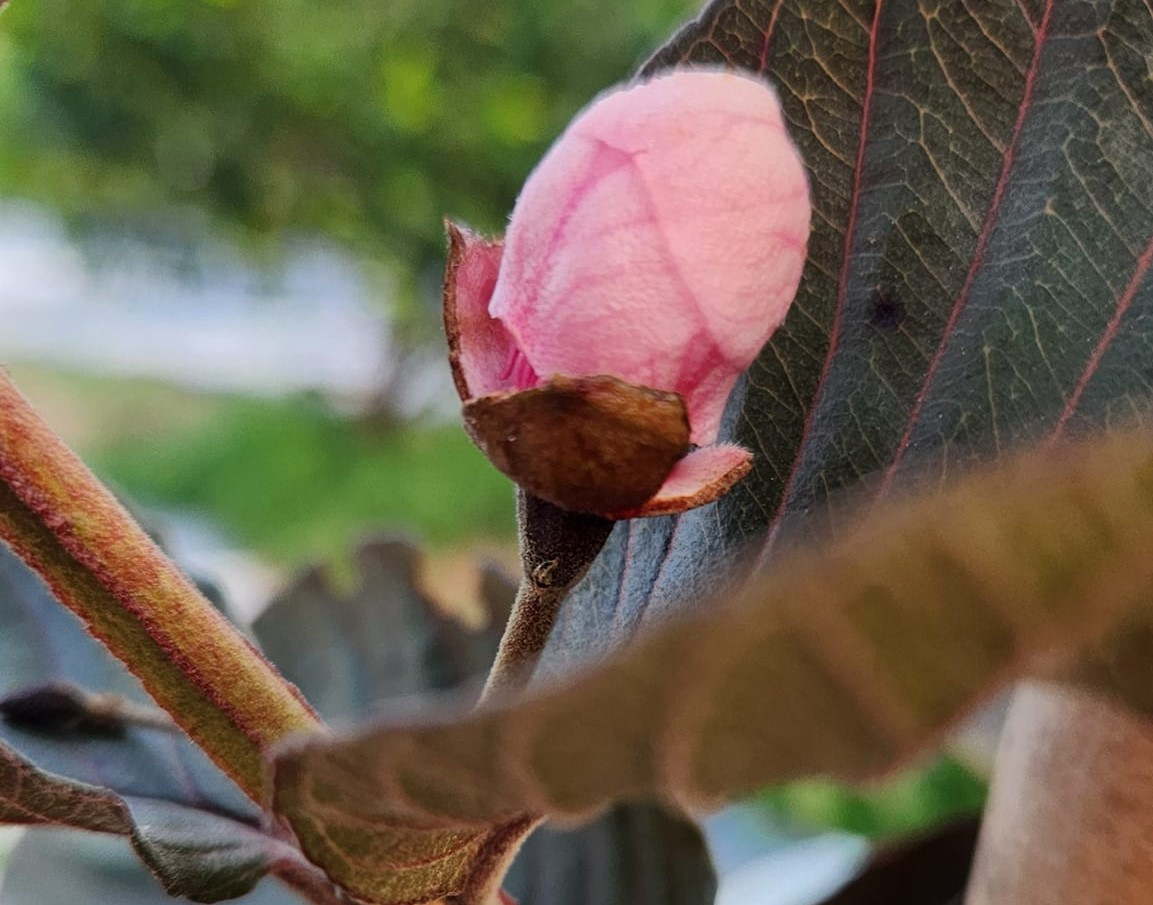 Ban đầu, ông Mân trồng thử giống hồng sô cô la vì đây là loại quả có giá trị kinh tế cao, hiếm có. Khi chín, hồng có màu vàng nhạt hoặc xanh trơn, ruột màu đen hoặc nâu, có vị thơm, ngọt nhẹ giống như socola. Ban đầu, ông Mân trồng thử giống hồng sô cô la vì đây là loại quả có giá trị kinh tế cao, hiếm có. Khi chín, hồng có màu vàng nhạt hoặc xanh trơn, ruột màu đen hoặc nâu, có vị thơm, ngọt nhẹ giống như socola.