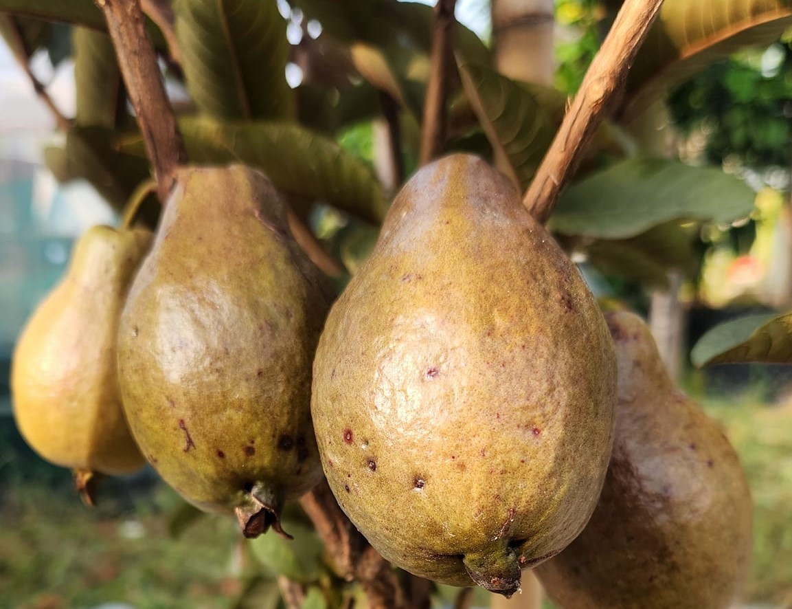 Tuy nhiên, do chưa có cơ hội đến tận nơi để chọn giống mà phải mua qua trung gian, nhiều lần ông gặp thất bại. Cây lớn nhưng không ra trái. Không bỏ cuộc, ông Mân quyết tâm tìm cho kỳ được giống tốt và đã thành công trong việc thu hoạch quả hồng sô cô la tại vườn của mình. Trong ảnh là loại giống ổi có màu sắc khác lạ ít thấy ở Việt Nam. Tuy nhiên, do chưa có cơ hội đến tận nơi để chọn giống mà phải mua qua trung gian, nhiều lần ông gặp thất bại. Cây lớn nhưng không ra trái. Không bỏ cuộc, ông Mân quyết tâm tìm cho kỳ được giống tốt và đã thành công trong việc thu hoạch quả hồng sô cô la tại vườn của mình. Trong ảnh là loại giống ổi có màu sắc khác lạ ít thấy ở Việt Nam.