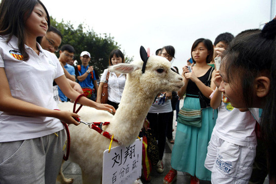 Mọi người vây quanh chú cừu và cô gái