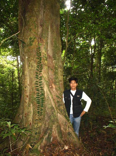 Tác giả bên một gốc cây X. quý hiếm trong đại ngàn Hoàng Liên Sơn