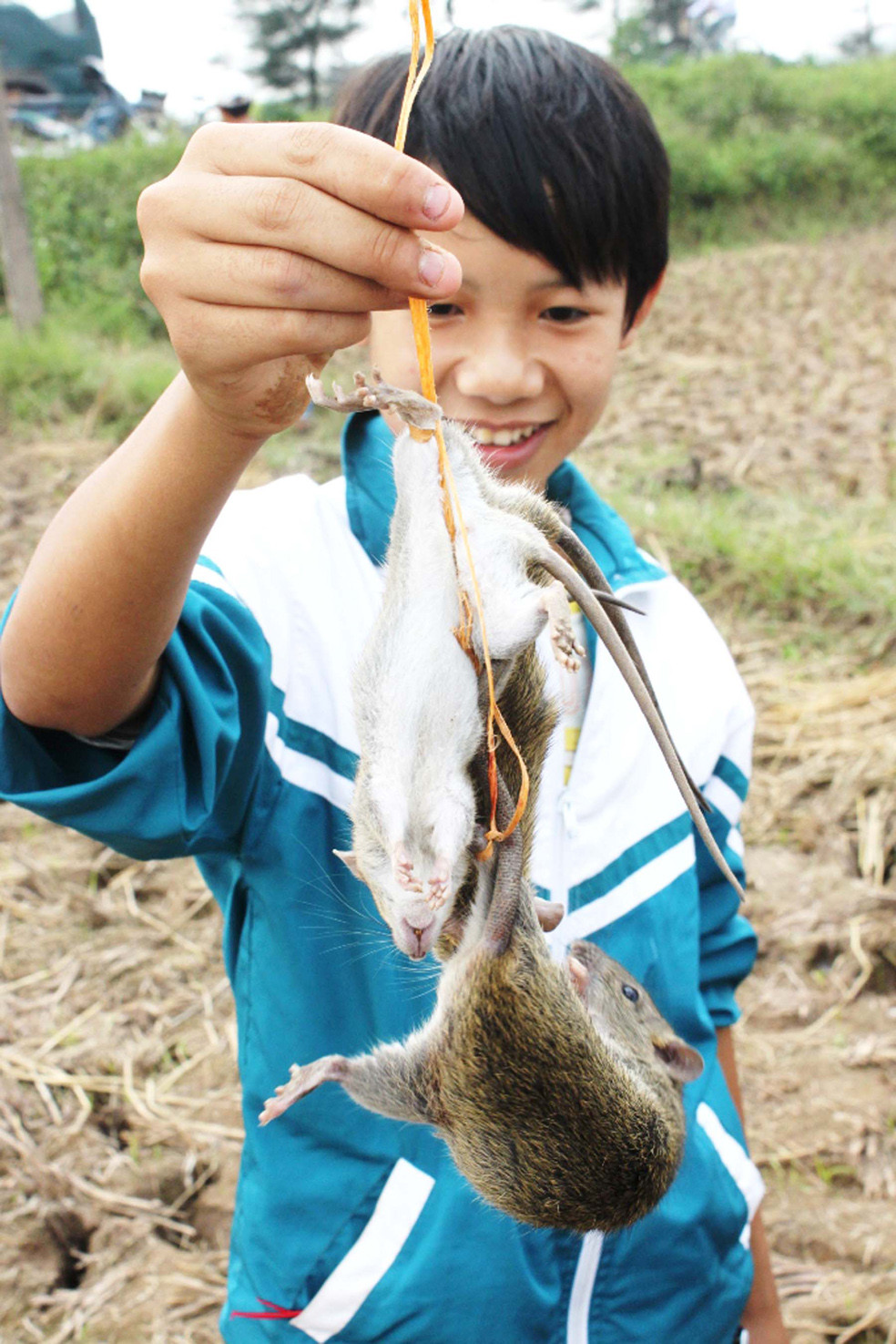 Những tay săn chuột nhí 