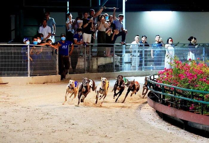 Trận đua chó tại Trường đua chó Greyhound. (Ảnh: Hồng Đạt/TTXVN)
