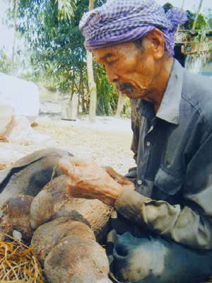 Ông Bảy cùng những củ khoai mỳ to tướng đào được ở vườn nhà