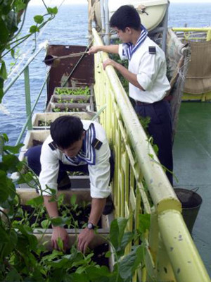 Chiến sĩ nhà giàn DK1 chăm sóc rau xanh 