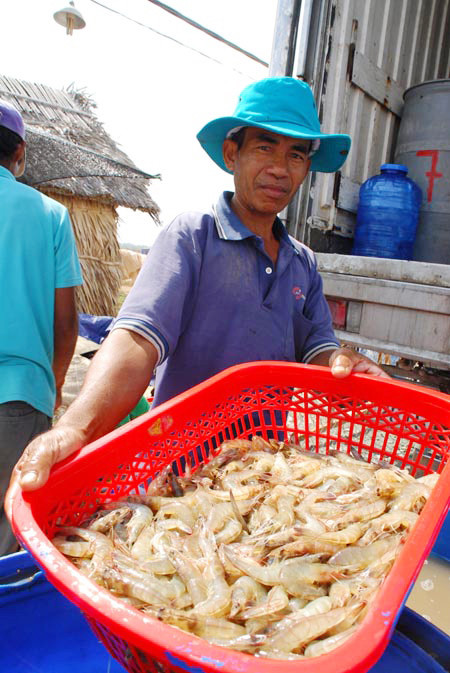 Người nuôi tôm thẻ chân trắng không biết phải nghe ai, khi Bộ nào cũng cho là mình đúng. Ảnh: V.Khanh