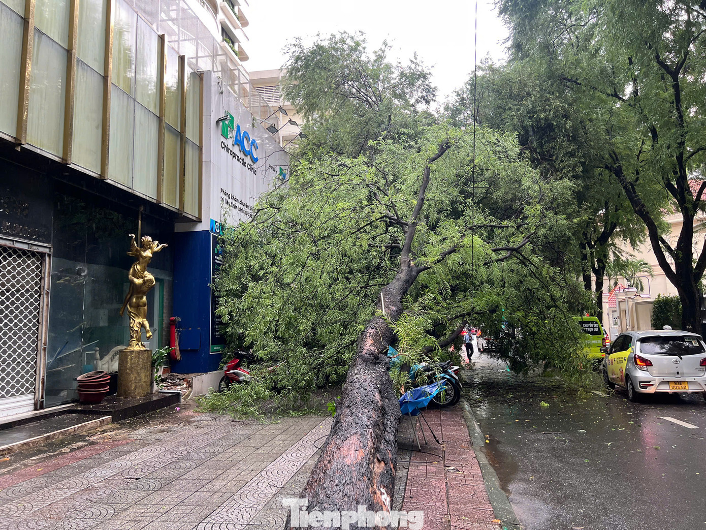 Thân cây ngã trên vỉa hè, cành lá che lên một phần làn đường Nguyễn Du khiến giao thông qua khu vực gặp khó khăn.