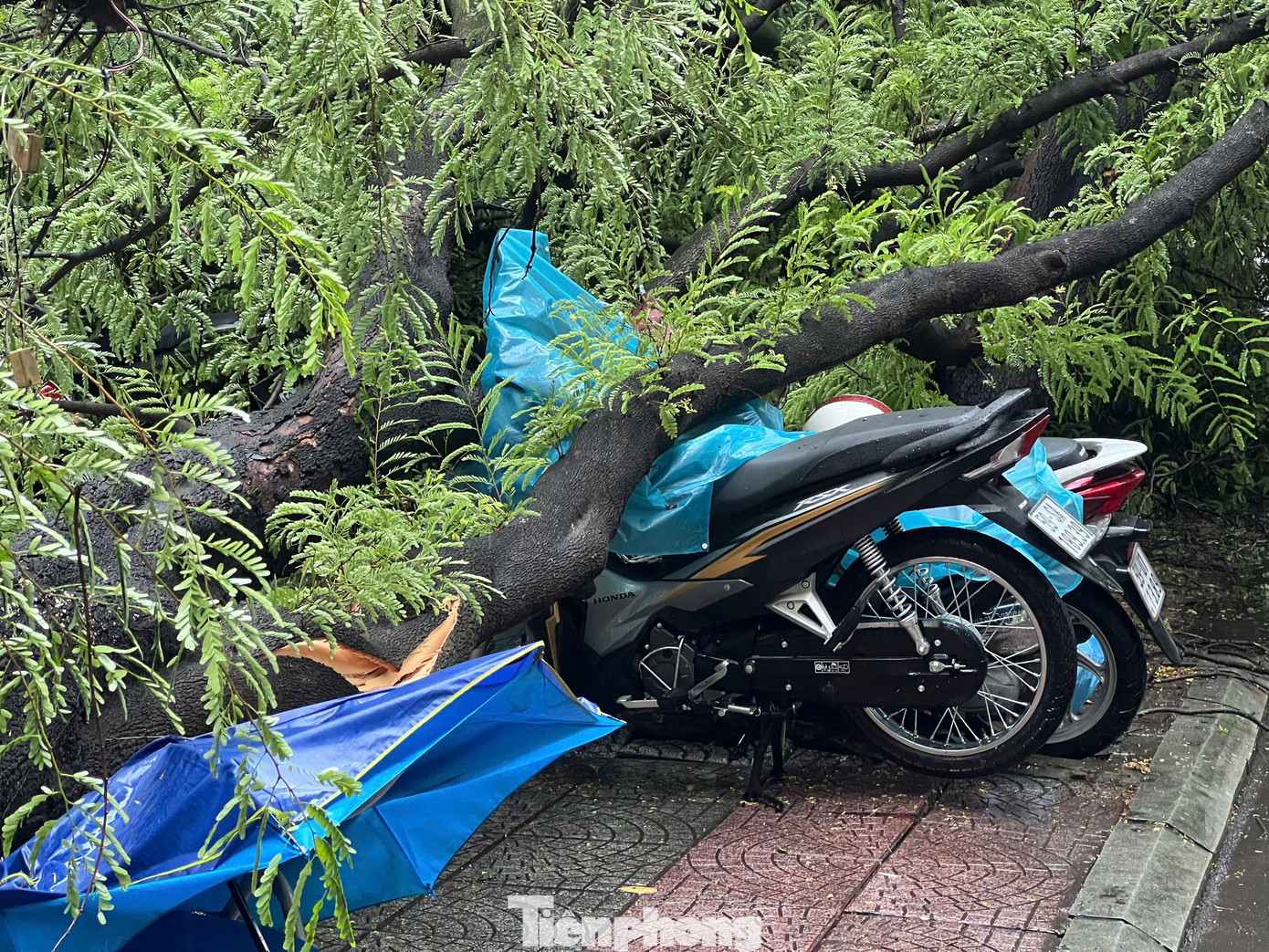 Thân cây ngã đè lên xe máy đang đỗ trên vỉa hè.