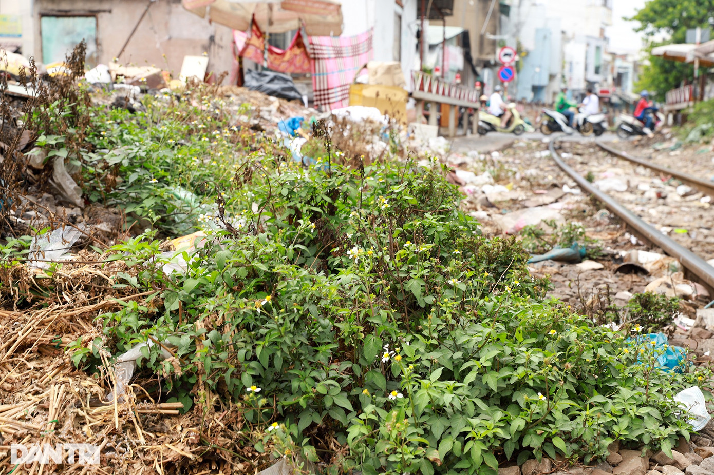Niềm vui của người dân là "cỏ mọc tới đâu nghĩa là người ta hạn chế đổ rác ở đó" (Ảnh: Nam Anh).