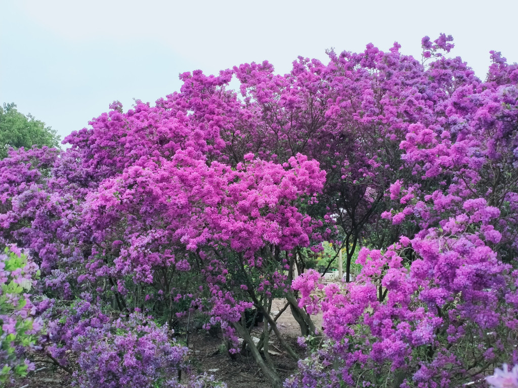 Hoa Linh Sam nở rộ tim ngắt từ tháng 2 đến tháng 4 hàng năm