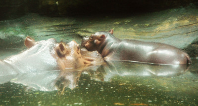 Mẹ con hà mã. Ảnh: T.N.A 